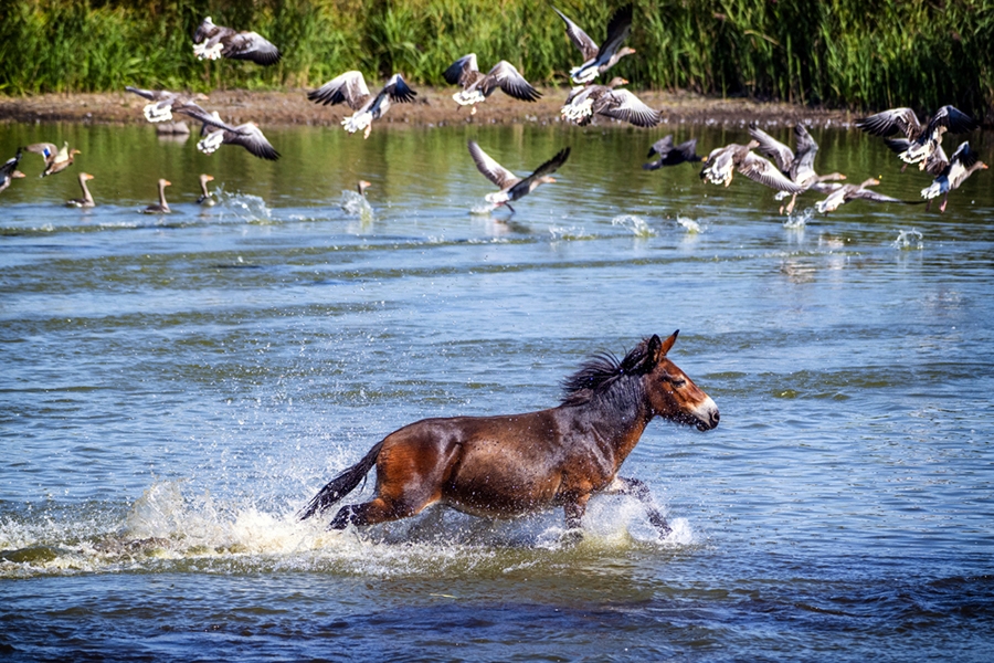 25 Toon vogels-Vrijheid 1 verkleind